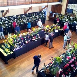 Sheffield Daffodil Show