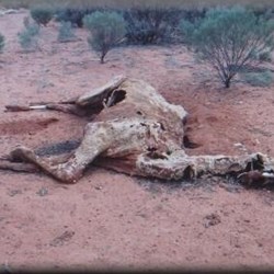 Dead camel