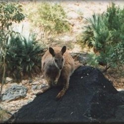 If you look carefully, there are plenty of black footed rock wallabies - this one at Simpson Gap