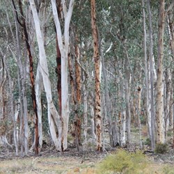 Dense pockets of woodland