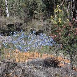 Colours in the scrub