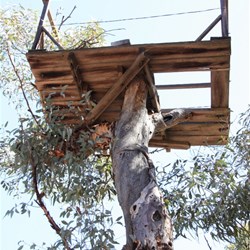 fire tree at Lol Gray