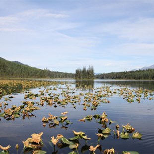 Midden Lake, Helen Lake Forest Road