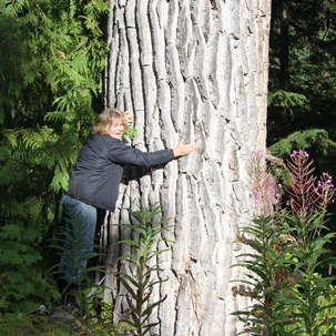 Suze getting some "tree love" - A mighty backwoods Cotton Wood.