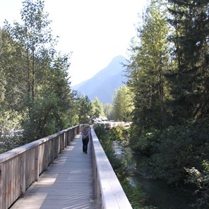 Bear walk at Fish Creek, Hyder