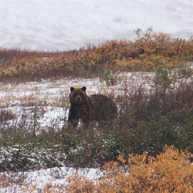 OH SHIT...He's seen us! - Grizzly on the Dempster Hwy.