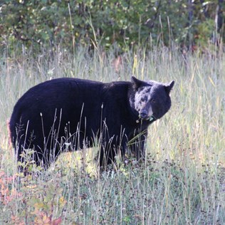 Big Black Bear on the Alcan Hwy - The Yukon