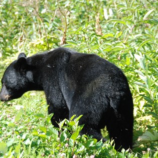 Black bear feeding - Stewart Alaska