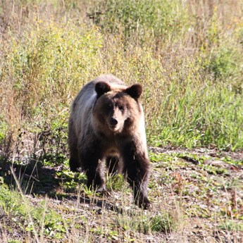 RUN!!!!! - Grizzly coming for a feed of tourist!