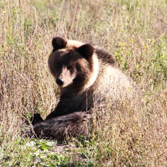 I am sooooo cute - (Good to remember it has the temperament  of a mother in law!)