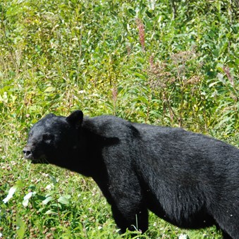 Black bear