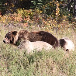 Grizzly and cubs - Yukon
