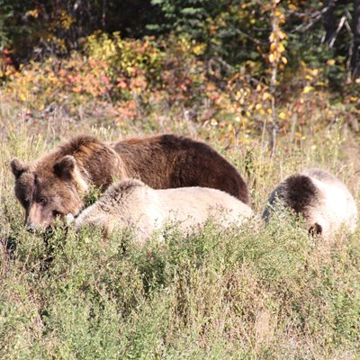 Grizzly and cubs feeding