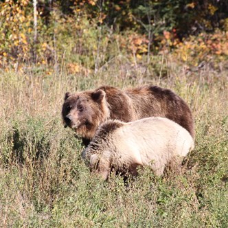 Grizzly and cubs