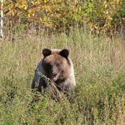 Grizzly feeding