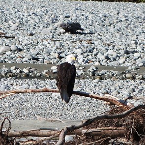 Bald Eagle by the river