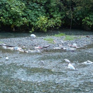 Seagulls feeding on dead salmon - Fish Creek