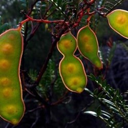 wattle pods