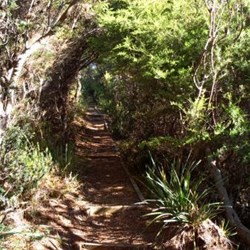 walking track to beach from Sheoaks
