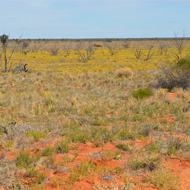 August 2012 - the Desert transformed after rain.