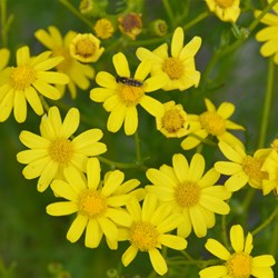 Senecio Oinnatifolius 