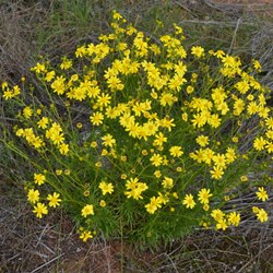 Senecio Oinnatifolius 