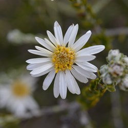 Olearia pimeleoides 