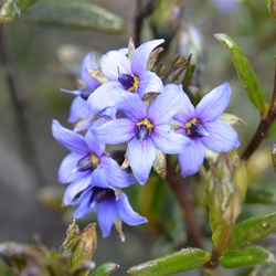 Halgania andromedifolia 