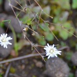 Podolepis capillaris 