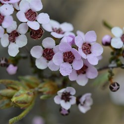Thryptomene micrantha 
