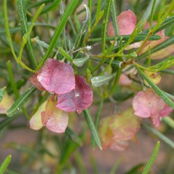 Dodonaea viscosa 