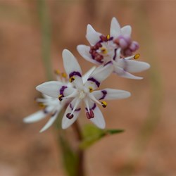 Wurmbea dioica 