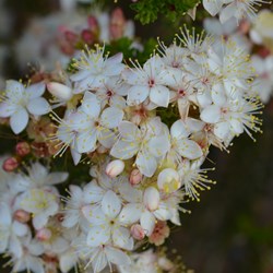 Calytrix tetragona 