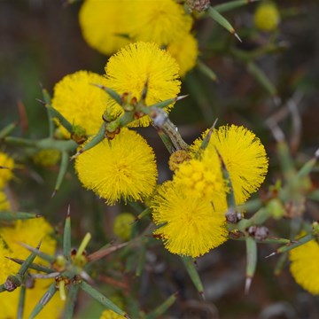 Acacia nyssophylla 