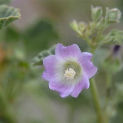 Malva behriana 