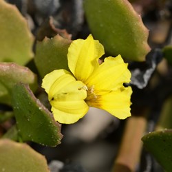 Goodenia varia 