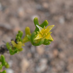 Zygophyllum billardierei 