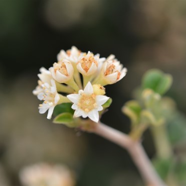 Pomaderris forrestiana - rare in SA 