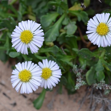 Daisy Family  ??????