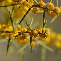 Acacia colletioides 