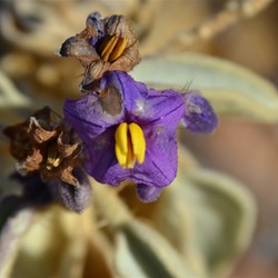 Solanum ellipticum 