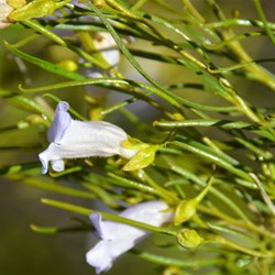 Eremophilia gibsonii 