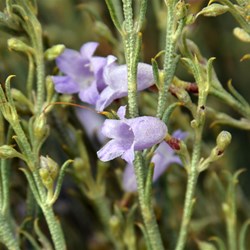 Eremophila scoparia 
