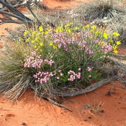 Great Victoria Desert Wildflowers at their best