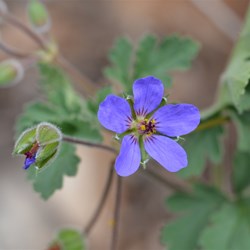 Erodium cygnorum 