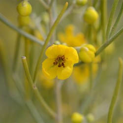 Senna artemisioides 
