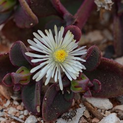 Mesembryanthemum crystallinum 