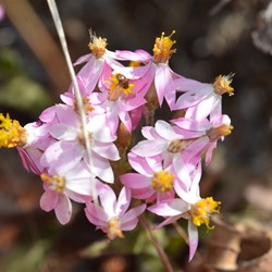Helichrysum cassinianum 