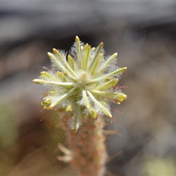 Ptilotus polystachyus 