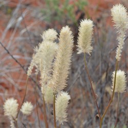 Ptilotus polystachyus 
